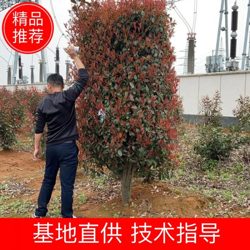红叶石楠柱价格，2米5红叶石楠柱批发，一手货源