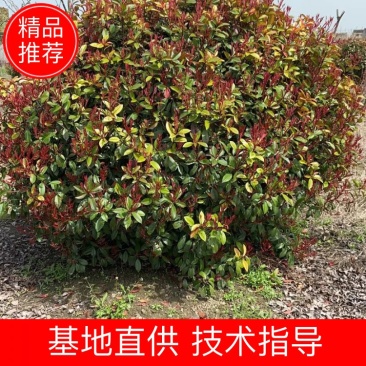 红叶石楠球价格，红叶石楠实球优惠批发，可视频看货