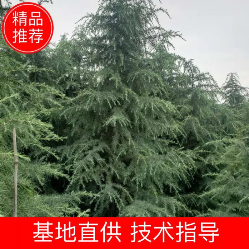 南京雪松价格，2米3米4米5米6米7米雪松基地直销
