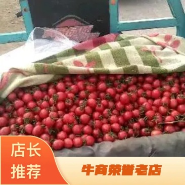济南市商河县樱桃西红柿圣女果上市中。货源充足。品质优良。