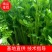 【大量上市】商河县优质西芹出货中。现割现卖，视频看货。