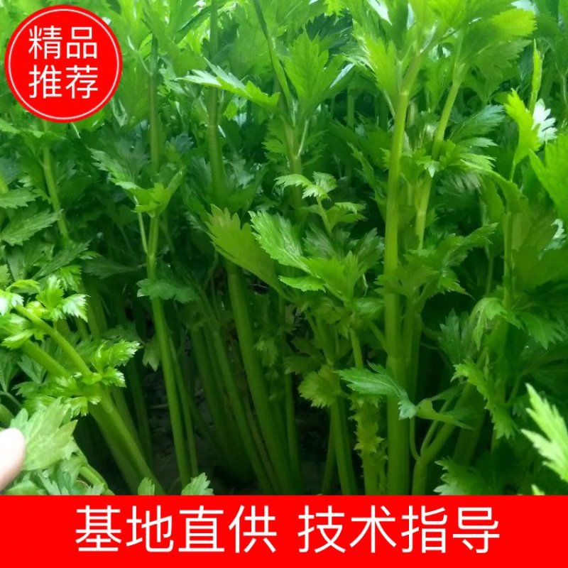 【大量上市】商河县优质西芹出货中。现割现卖，视频看货。