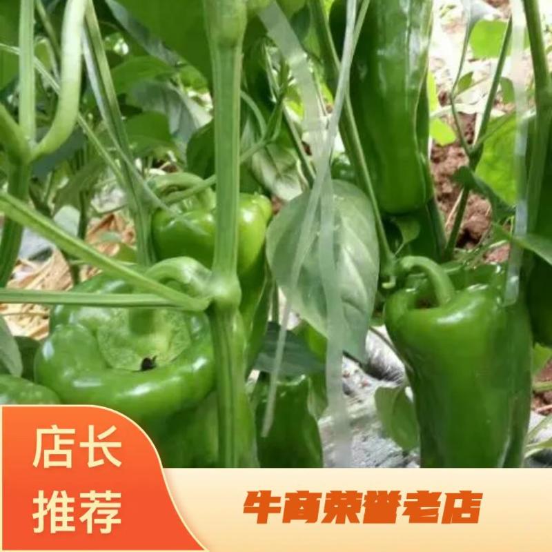 【优选商家】商河县优质青椒生产基地。万亩太空椒上市中