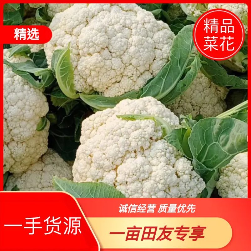 精品菜花小米花，有机花1.7-2.5斤左右，产地直供。