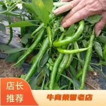 辣椒！2号8号螺线微辣，条型好！质量保证，价格优惠