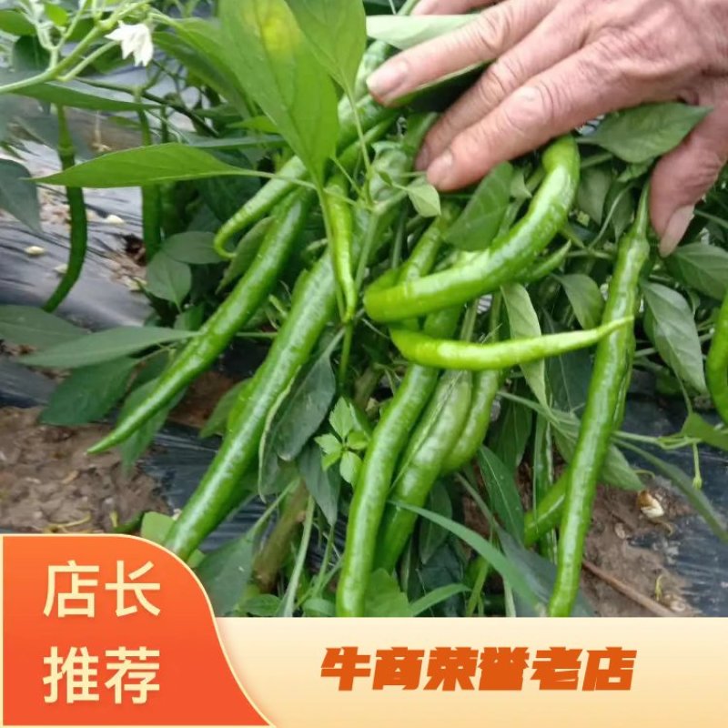 辣椒！2号8号螺线微辣，条型好！质量保证，价格优惠