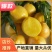 黄菊油桃大量上市了，口感甜脆硬度好全国发货
