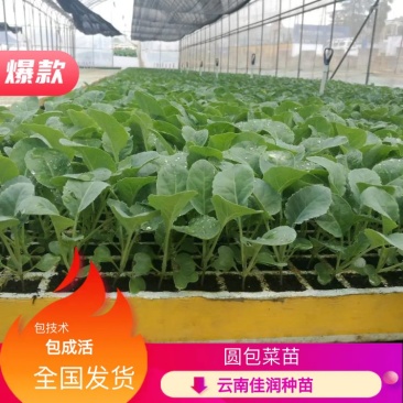 甘蓝苗圆包菜苗基地一手货源，苗子粗壮，根须发达，成活率高