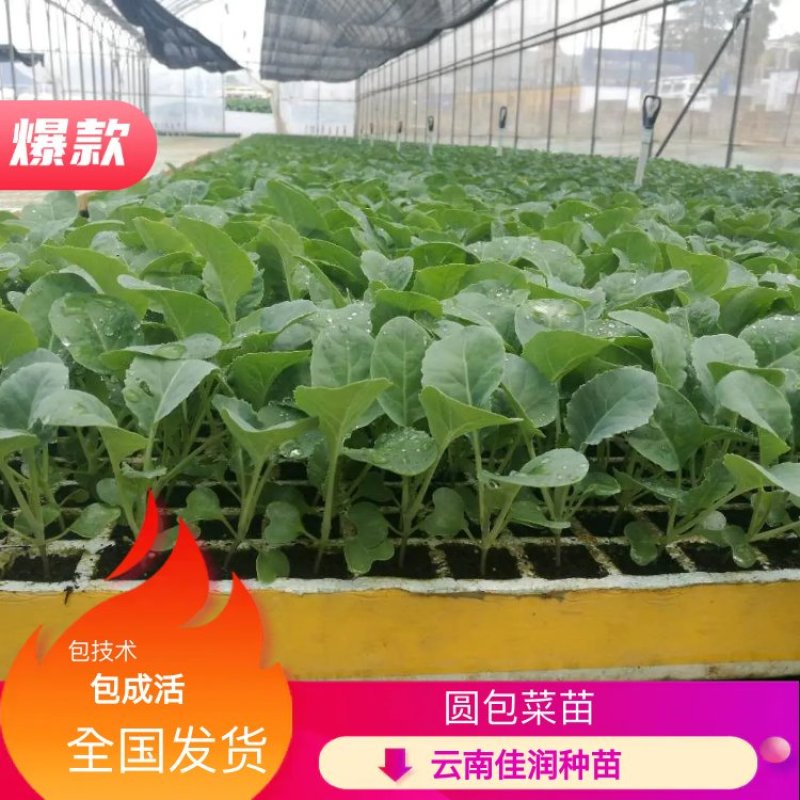 甘蓝苗圆包菜苗基地一手货源，苗子粗壮，根须发达，成活率高