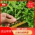 辣椒苗，供应1000万株，发票可开，欢迎咨询