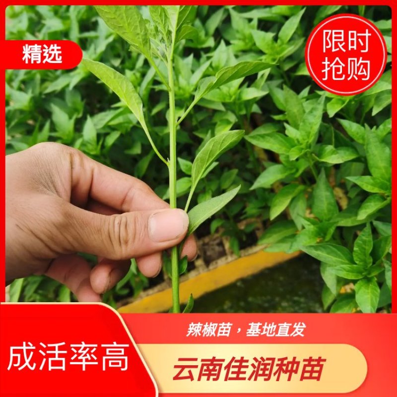 辣椒苗，供应1000万株，发票可开，欢迎咨询