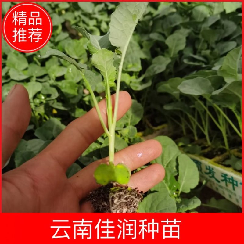 青花苗，西兰花苗，基地直供，抗病强，产量高，量大从优
