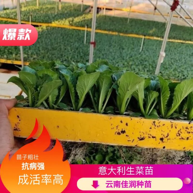 生菜苗，品种意大利，价廉物美，基地直供，