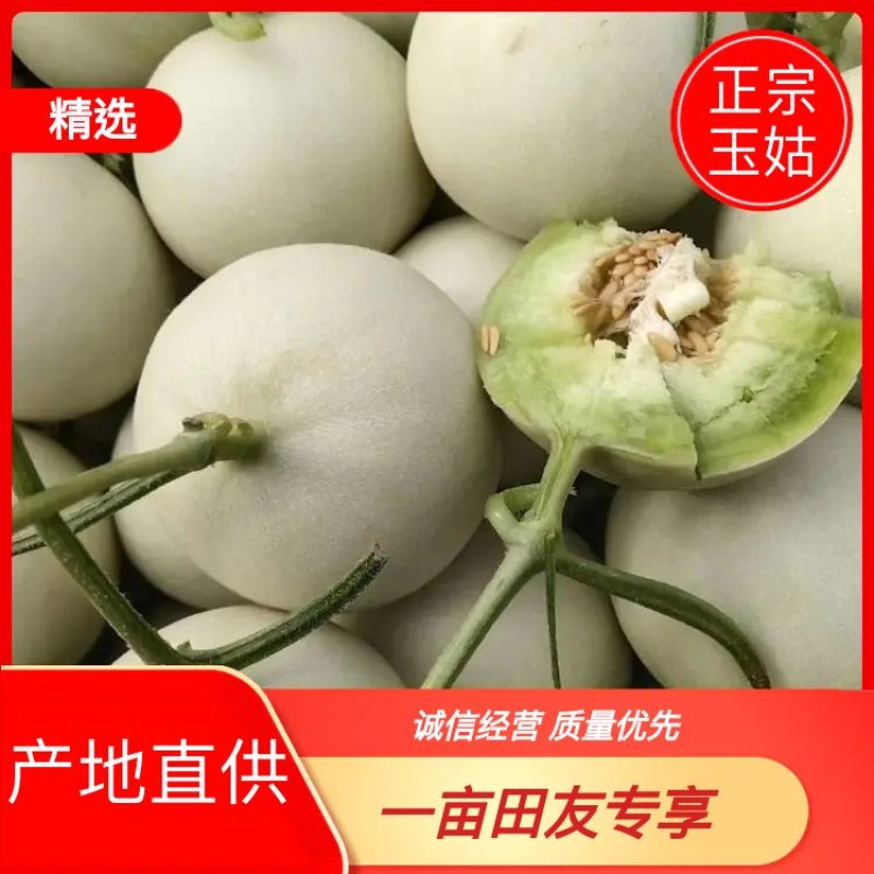 玉菇甜瓜冰清玉菇产地直供一手货源，大量现货