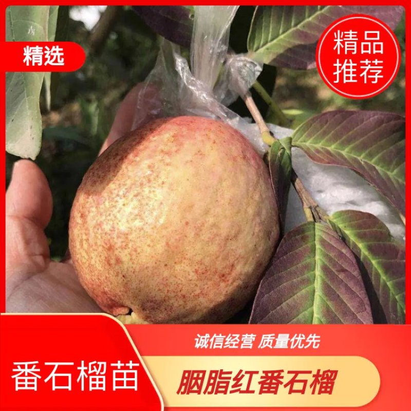 番石榴苗胭脂红番石榴无籽红宝石芭乐红心芭乐南北方种植包邮