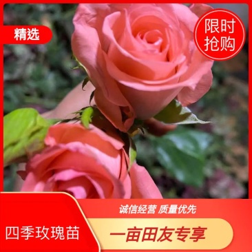 粉色玫瑰戴安娜玫瑰小苗可视频看货基地直销