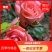 粉色玫瑰戴安娜玫瑰小苗可视频看货基地直销