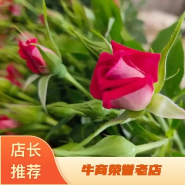 多头玫瑰苗波塞尼娜小苗基地直供