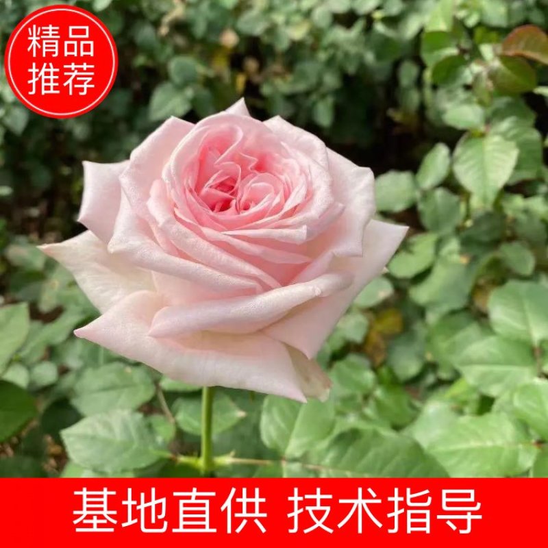 玫瑰苗粉红雪山基地供货产地直供可视频看货