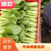 安徽上海青太和上海青食品厂菜食堂菜快菜产地直发