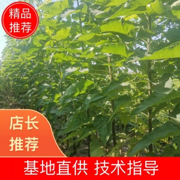 🔥楸树周口绿景楸树工程园林苗木品质保证价优