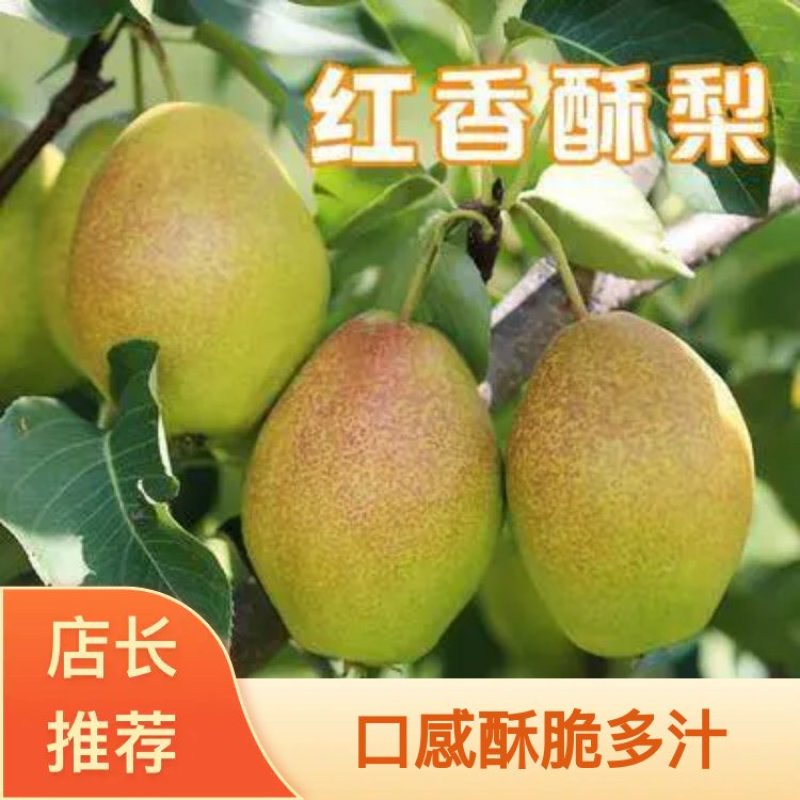 （欢迎来电咨询）红香酥质优价廉产地供应