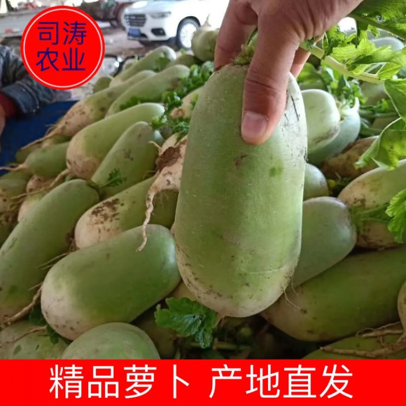 青萝卜，基地直供，大吨位供货，一条龙服务，对接全国市场！