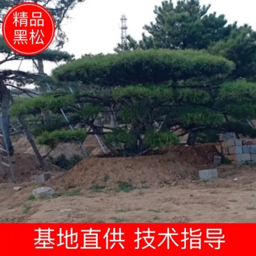 精品造型黑松，造型油松，基地直发，规格齐全，包技术指导