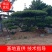 精品造型黑松，造型油松，基地直发，规格齐全，包技术指导