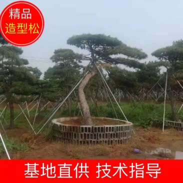 造型黑松，造型油松，包成活基地直供，包技术指导
