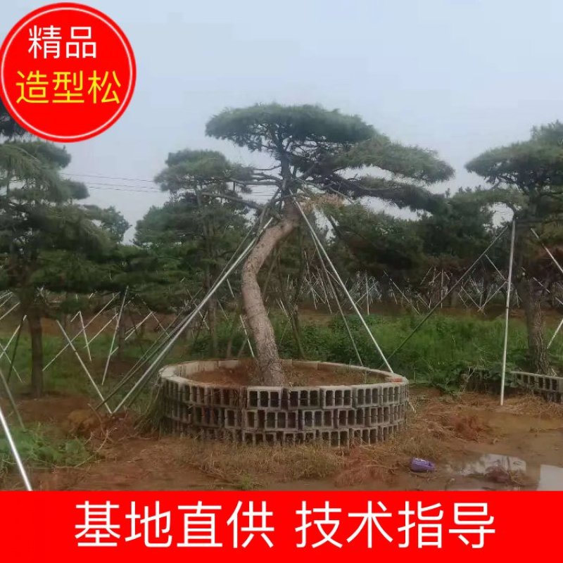 造型黑松，造型油松，包成活基地直供，包技术指导