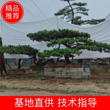精品造型松树品种齐全保成活量大从优质量保证