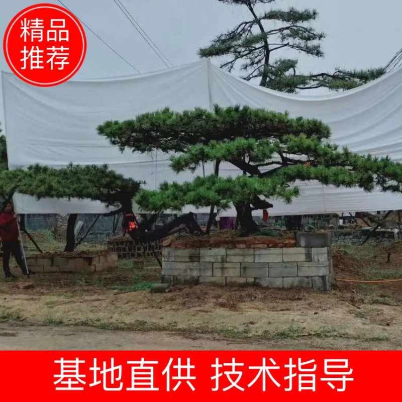 精品造型松树品种齐全保成活量大从优质量保证