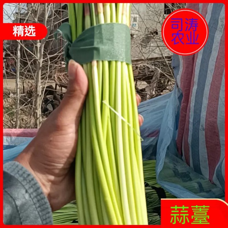 河南红帽蒜苔，，供应各大市场，电商，加工厂，社区团购。