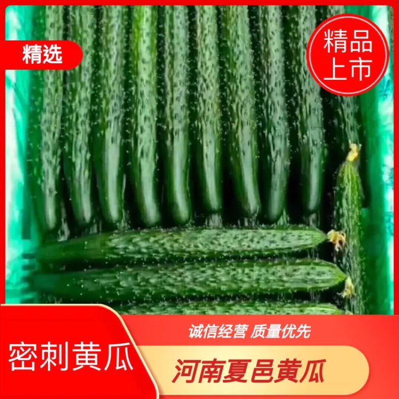（黄瓜）电商.商超.市场.加工厂.大吨位供应