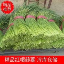 杂交红帽蒜薹冷库仓储40cm~50ccm出租冷库