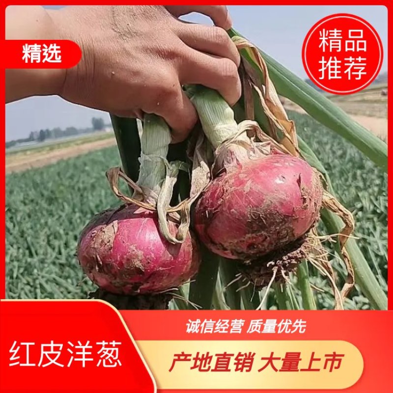 供应二红洋葱，半高桩平底，冷库仓储货、代发全国各大市场