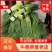 红帽蒜薹，蒜苔，干薹无水！适合存库，价格优惠，货源充足