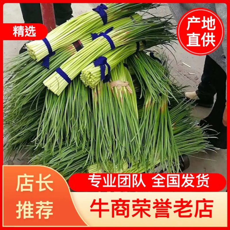 红帽蒜薹，蒜苔，干薹无水！适合存库，价格优惠，货源充足