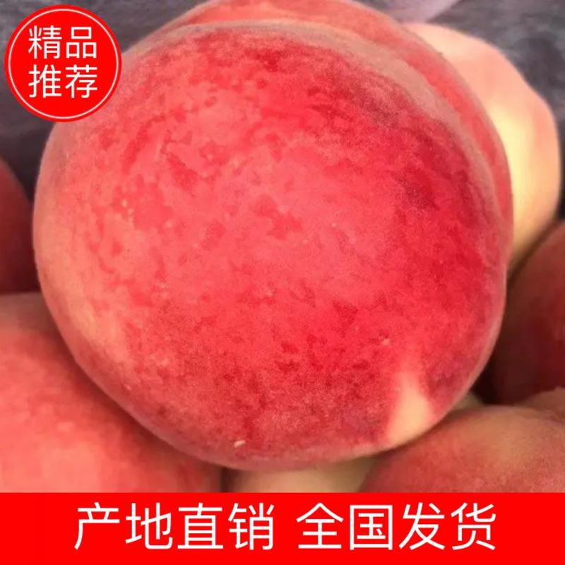 【精品】金秋红蜜桃毛桃口感脆甜离核产地直销量大从优
