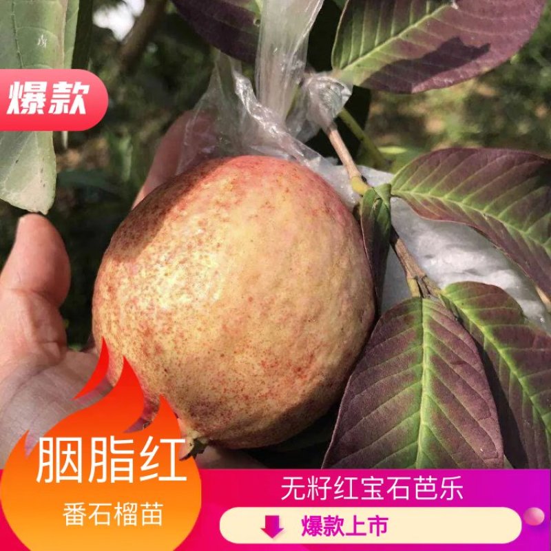 番石榴苗胭脂红番石榴无籽红宝石芭乐红心芭乐南北方种植包邮