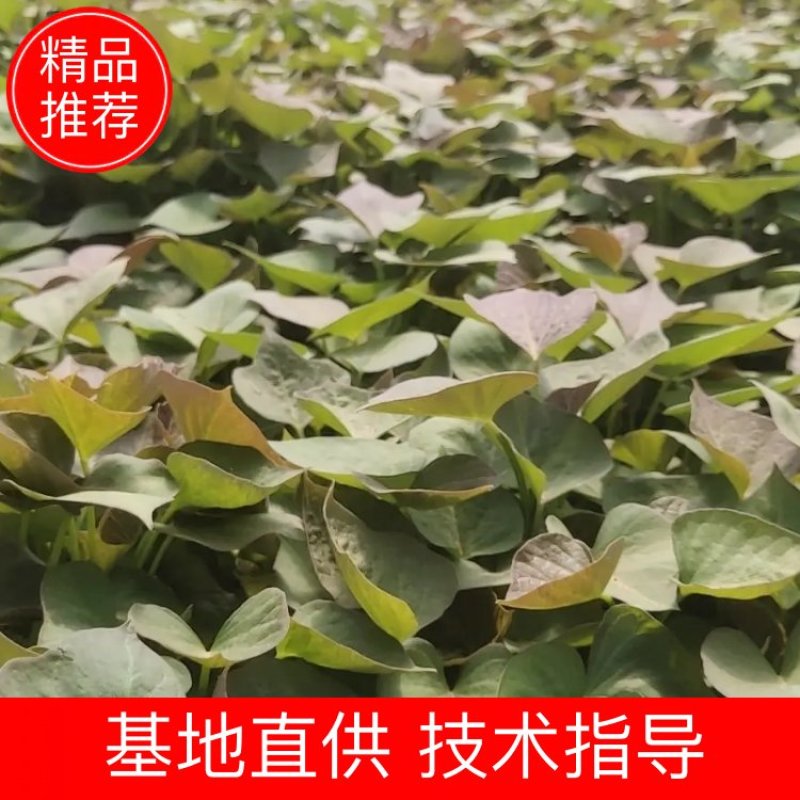 基地直供25苗蜜薯苗红蜜薯苗西瓜红苗地瓜苗山药苗山芋苗