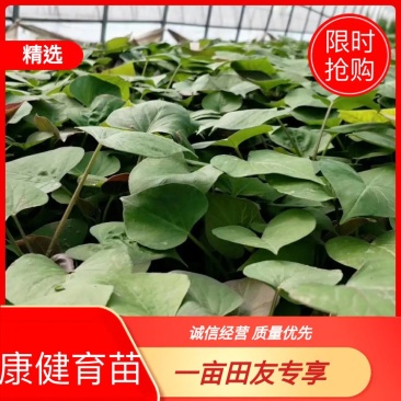 基地直脱毒薯苗蜜薯苗西瓜红苗地瓜苗甘薯苗