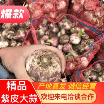 【推荐】虎三以上，直径5.5，紫皮把子小，熊猫袋子
