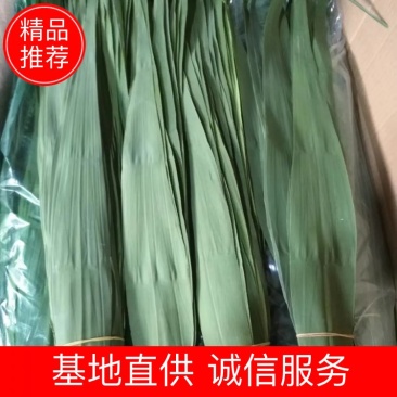 粽叶（芦苇叶）端午节前大量供应批发，欢迎全国批发商联系订