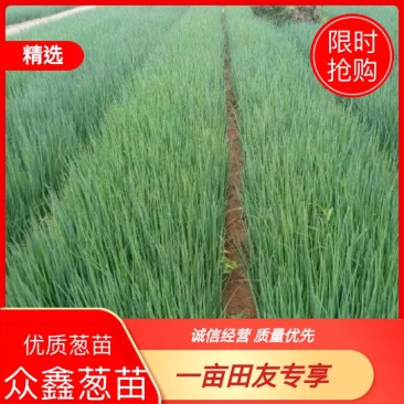 山东葱苗供应葱种葱苗精品葱苗产地直销成活率高