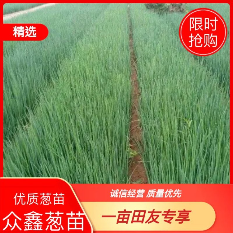 山东葱苗供应葱种葱苗精品葱苗产地直销成活率高