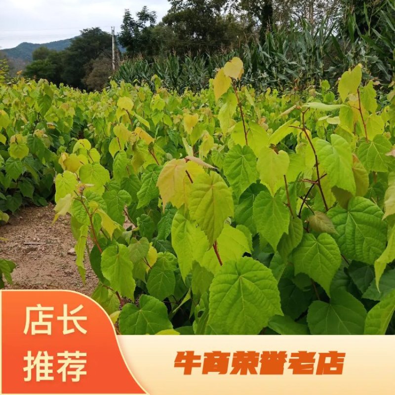 【优质】紫椴树苗，一年苗，二年苗质量好，数量有限预购从速