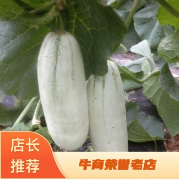 【精品】山东精品博洋61爽脆甜瓜基地，大量供货，欢迎选购