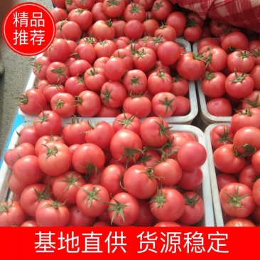 【优质】山东现摘新鲜硬粉西红柿产地货源视频看货，货源稳定